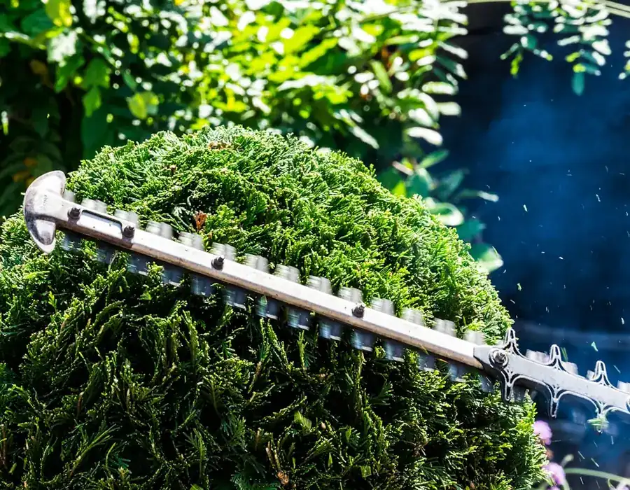 Hedge trimmer shaping topiary