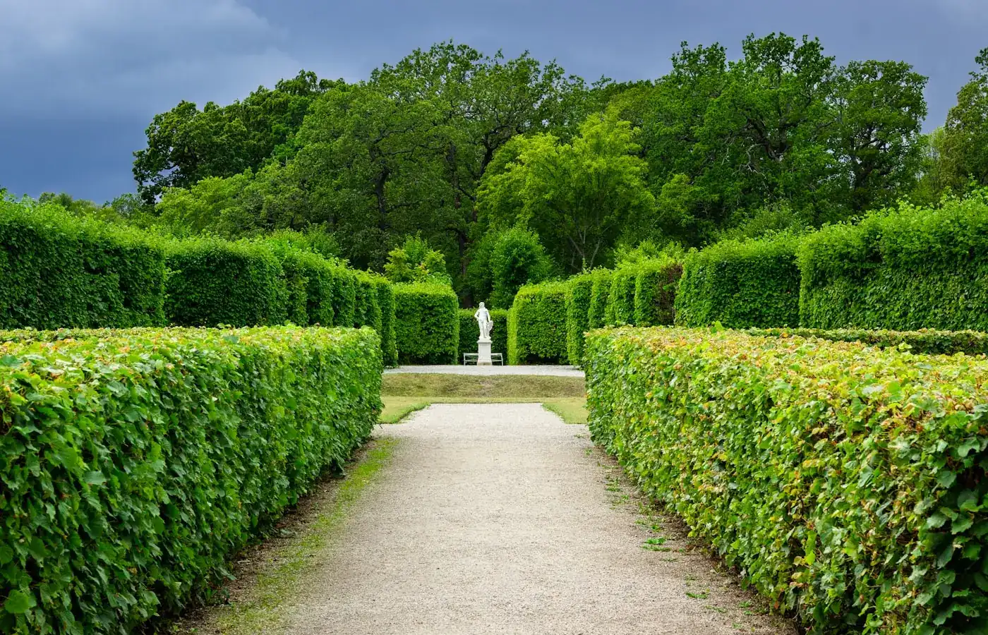Clipped hedges lining a garden path